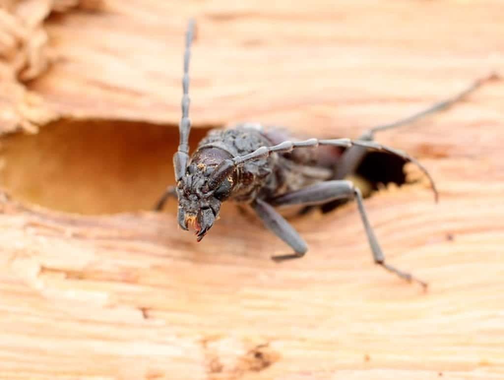 La solution miracle contre les insectes du bois : Le produit le plus efficace à connaître